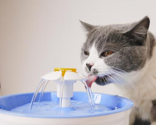 保护宠物健康，从猫咪饮水机安全开始（如何选择安全的猫咪饮水机）