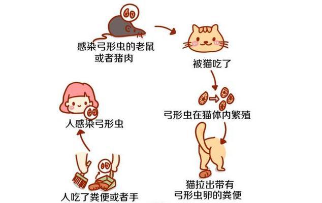 猫咪打弓形虫，如何防治（以宠物为主的弓形虫感染防治方法详解）