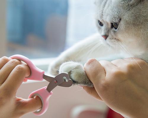 如何以正确的方法为猫咪修剪指甲（宠物爱好者必看的指南）