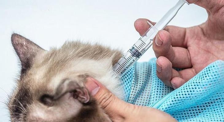 为什么宠物猫咪需要打疫苗（保护宠物健康）