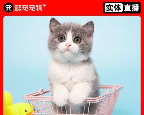 猫咪积水症状一览（掌握积水症状）