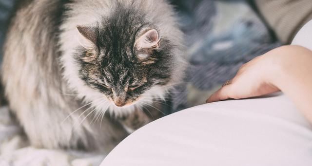 猫咪的常见传染病（了解如何保护你的宠物和家人的健康）