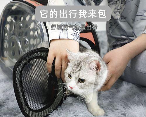 猫咪早孕症状全解析（从食欲、行为到生理变化）