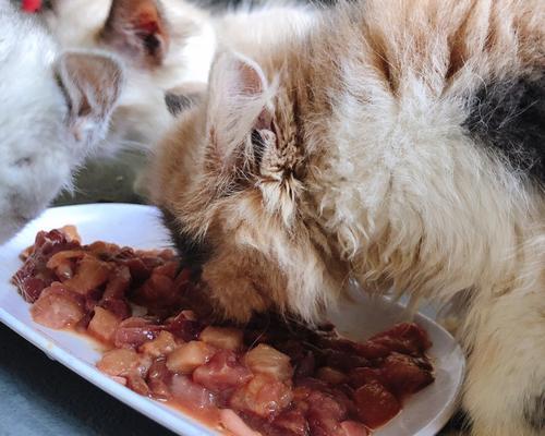 如何为猫咪提供安全的生骨肉饮食（宠物主人必看）