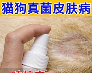 如何预防猫咪长藓（掌握这些关键方法）