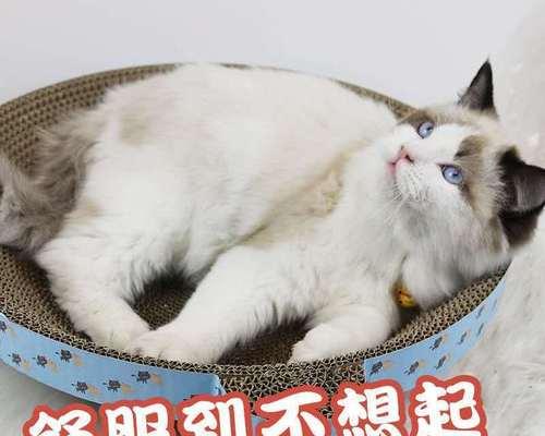 猫咪的健康与营养（从爪子的颜色说起）