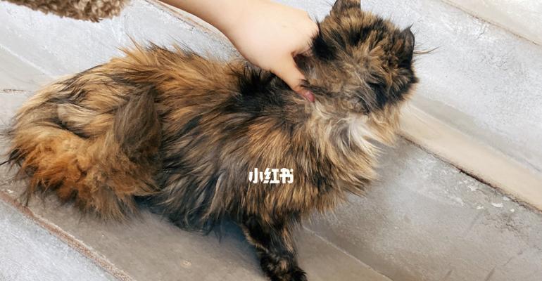 宠物猫生小猫，为何会掉肉（探究猫妈妈产后体质变化与小猫掉肉的原因）