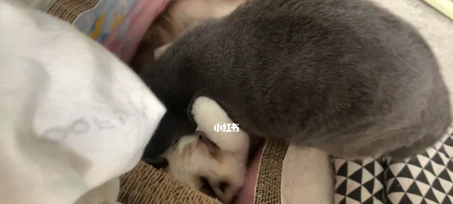 母猫哀叫，小猫却饱足欢乐——以母猫喂小猫痛的叫（以爱为名）