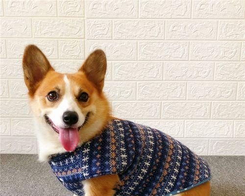 母犬怀孕期应该如何饮食搭配（宠物狗怀孕期所需的营养和饮食注意事项）