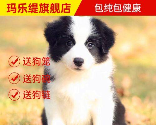 以牧羊红为主的宠物犬（探究牧羊红的品种特点和饲养技巧）