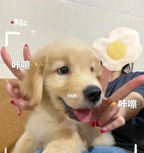 犬热瘟（了解症状及预防方法）