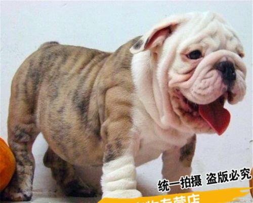 犬舍里的狗狗们是快乐的伙伴（与宠物共度美好时光）