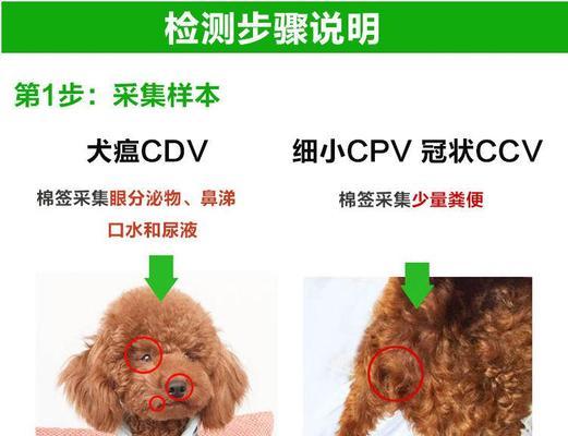 宠物犬瘟细小的预防与治疗（了解犬瘟细小）