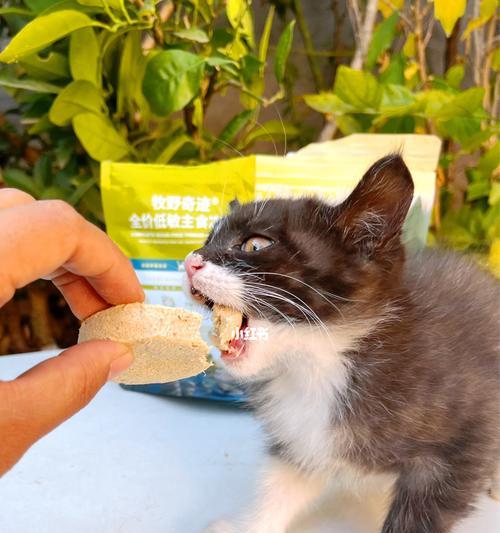 如何正确给小猫喂肉末（以宠物为主）