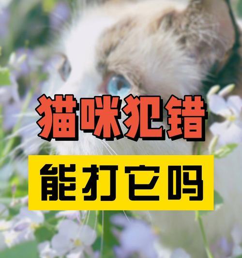 纠正猫咪的不良行为（以宠物为主）