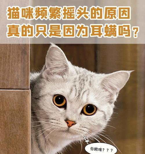 猫咪耳炎（探究猫咪耳炎的症状和治疗方法）