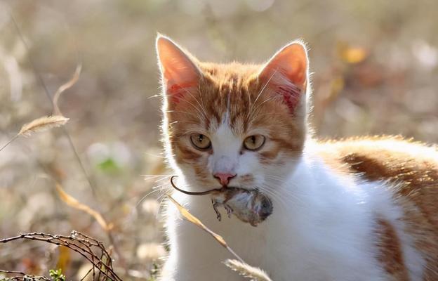 让你的猫咪动起来，快乐健康生活（如何让你的猫咪摆脱懒散）