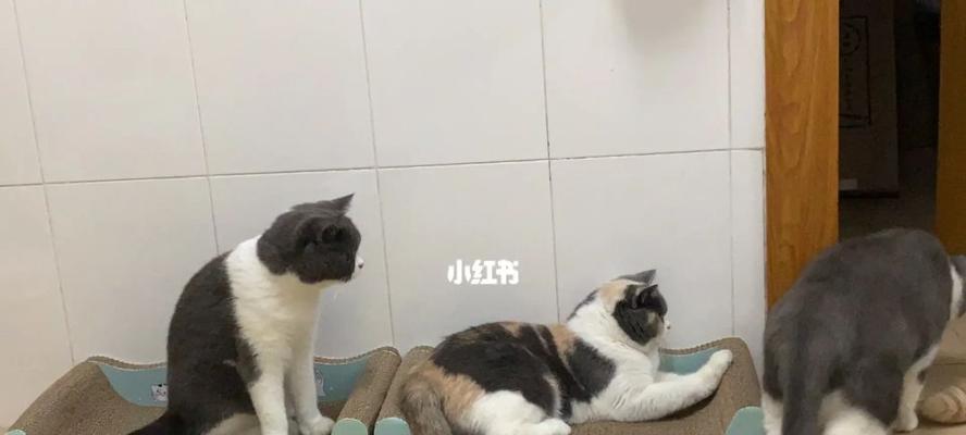 深圳龙华猫咪寄养攻略（猫咪爱好者必看）