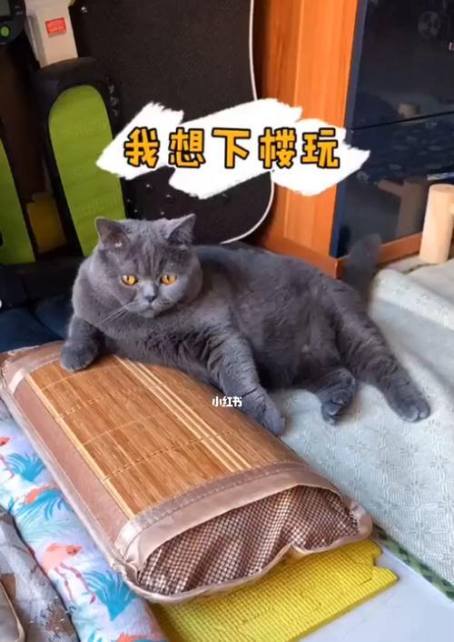 宠物猫一天洗一次的正确方法（宠物猫洗澡的注意事项和正确步骤）