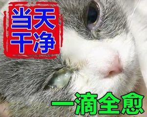 猫咪结膜炎的症状与治疗（了解如何预防和治疗猫咪结膜炎）