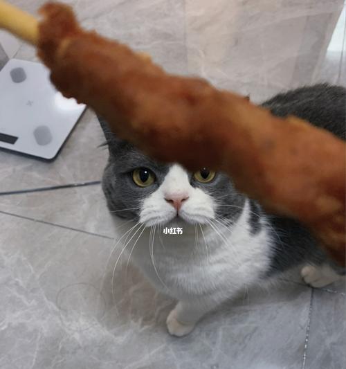 宠物猫咪拉稀，肉类可否食用（猫咪拉稀的原因及肉类是否合适做为食物）