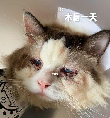 如何让你的宠物猫咪脸上清洁无比（不要让猫咪脸上的脏东西危害它的健康）