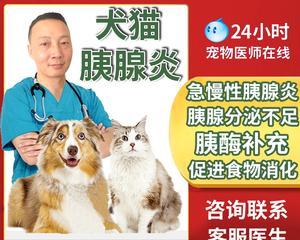 猫咪慢性胰腺炎（掌握这些知识）