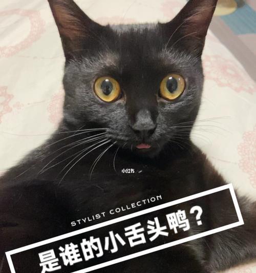 猫咪不能吃的食物（小心毒害）