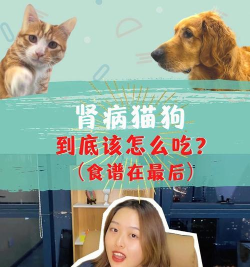 猫咪肾病的治疗方法（宠物健康需重视）