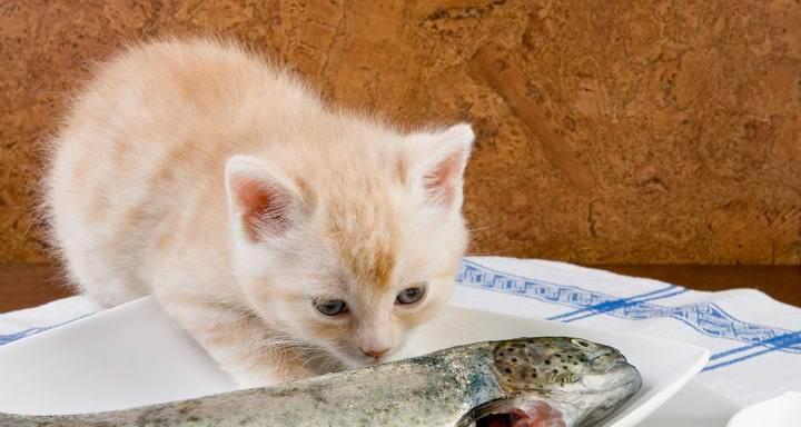 猫咪吃牛肉的注意事项（宠物饮食健康）