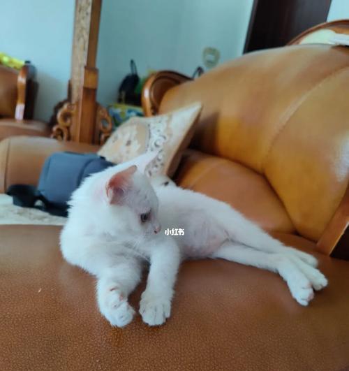 猫咪产后反应大揭秘（探究猫咪生完后的身体变化和应对方法）