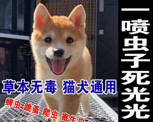 小猫咪摔倒了，该用什么药（宠物受伤怎么办？教你正确处理）