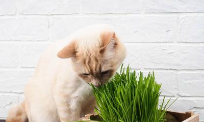 为什么我的猫咪不吃猫草（揭秘猫咪对猫草的奇怪行为）