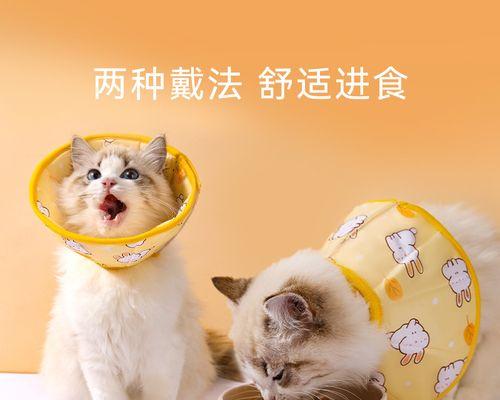 以猫咪喂养，打造架子宠物（如何培养宠物猫的优雅姿态）