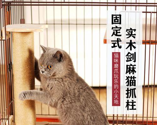 猫咪必备的猫爬架（为什么说猫咪一定要有猫爬架）