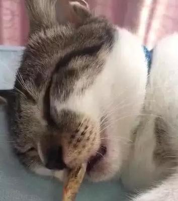 猫咪撒娇流口水，心理学专家为你解读