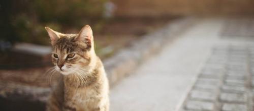 宠物猫咪孕期出血应对方法（如何帮助宠物猫咪度过孕期出血困扰）