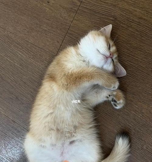 猫咪睡眠的探秘（从宠物主人的角度看睡觉问题）