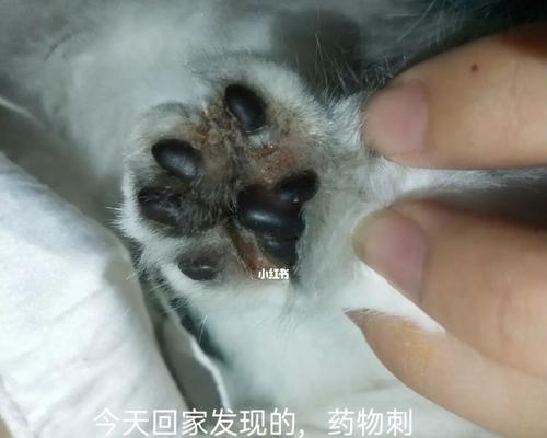 猫咪真菌感染，如何防治（猫咪真菌感染引发的疾病、症状和治疗）