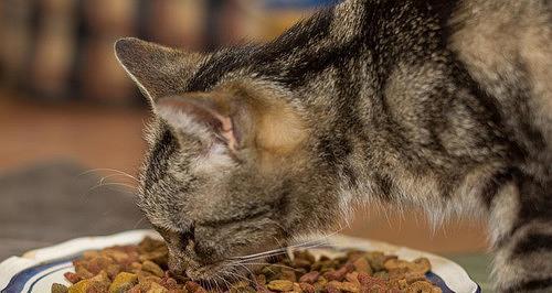 如何让猫咪只吃猫粮（宠物猫咪的饮食健康秘诀）