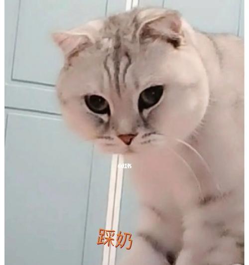 猫咪不拉屎的最长时间是多久（了解猫咪排便的周期和习惯）