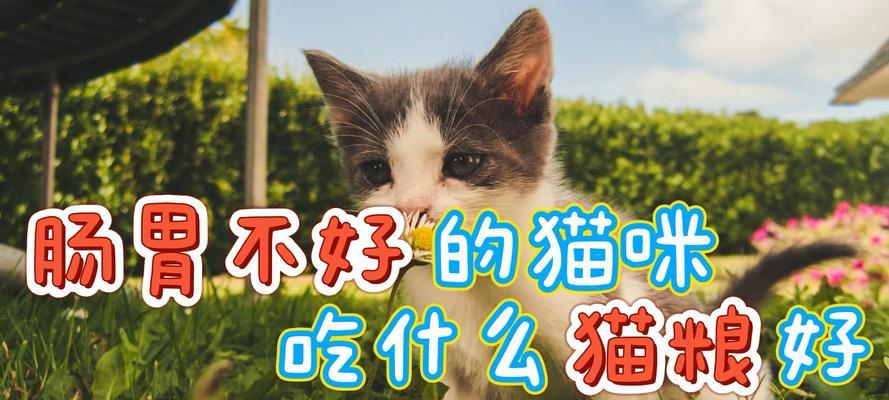 如何选择适合猫咪的猫粮（猫咪的营养需求及选择猫粮的技巧）