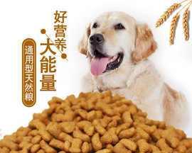 母狗孕期如何选择狗粮（宠物健康从饮食开始）