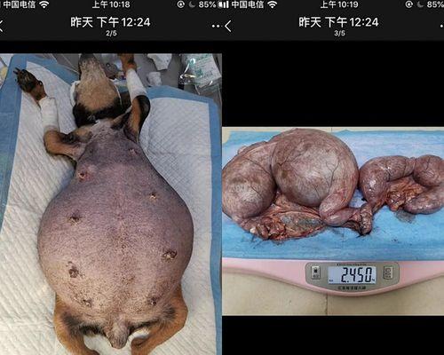 母犬子宫清洗方法详解（宠物保健知识）