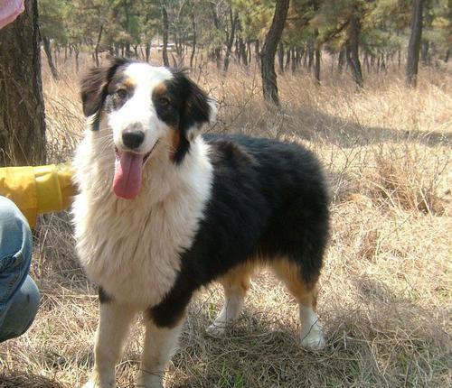 牧羊犬母狗的特点与饲养要点（了解牧羊犬母狗）