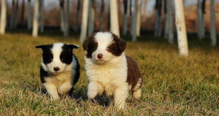 幼仔牧羊犬的喂养指南（以宠物为主）