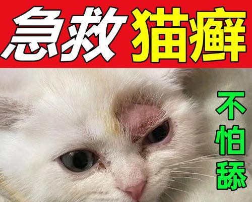 猫咪皮肤病怎么办（善待猫咪）