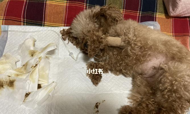 狗狗胰腺炎会导致尿失禁吗（胰腺炎引发的尿失禁是常见现象吗）