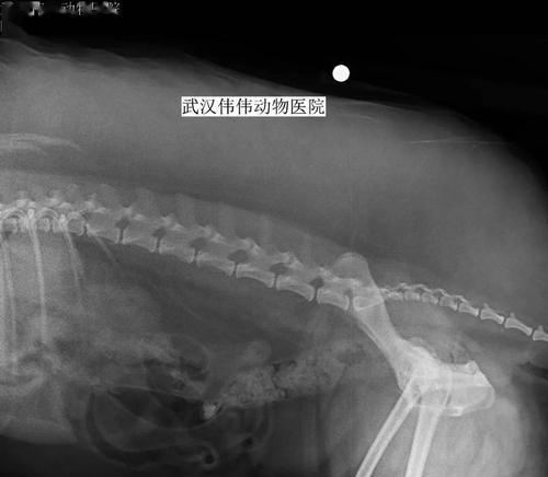 狗狗髋关节坏死全面指南（探究狗狗髋关节坏死的成因）