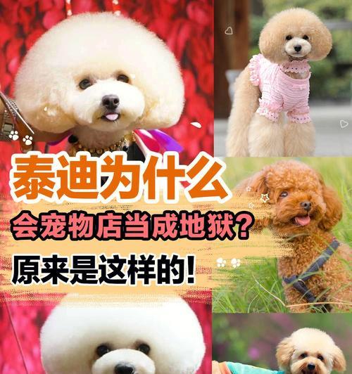 贵宾犬何时停止生长（以宠物为主）